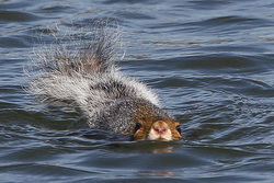 plivajuca_vjeverica_resize